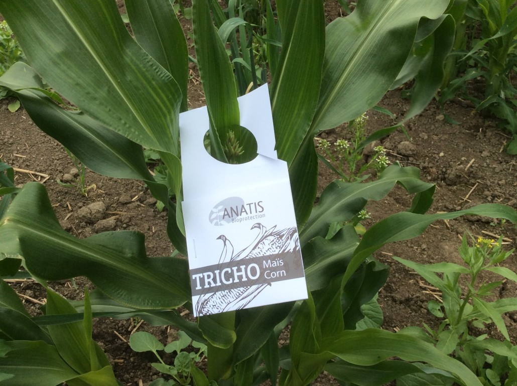lutte contre la pyrale du maïs sans insecticide